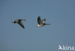 Grey Lag-Goose (Anser anser)