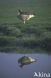 Grey Lag-Goose (Anser anser)