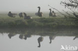 Grey Lag-Goose (Anser anser)