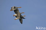Grey Lag-Goose (Anser anser)