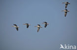Grey Lag-Goose (Anser anser)