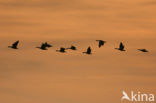 Grey Lag-Goose (Anser anser)