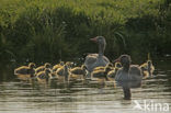 Grey Lag-Goose (Anser anser)