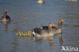 Grey Lag-Goose (Anser anser)