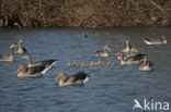 Grey Lag-Goose (Anser anser)