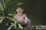 Grey willow (Salix cinerea subsp. cinerea)