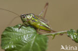 Greppelsprinkhaan (Metrioptera roeselii)