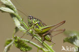 Greppelsprinkhaan (Metrioptera roeselii)