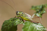 Greppelsprinkhaan (Metrioptera roeselii)