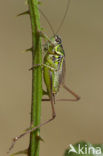 Greppelsprinkhaan (Metrioptera roeselii)