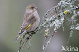 European Greenfinch (Carduelis chloris)