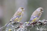 Groenling (Carduelis chloris)