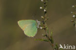 Groentje (Callophrys rubi)