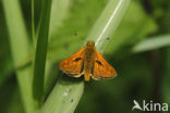 Groot dikkopje (Ochlodes faunus)