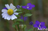 Groot spiegelklokje (Legousia speculum-veneris) 