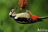 Great Spotted Woodpecker (Dendrocopos major)