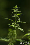 Stinging Nettle (Urtica dioica)