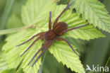 Great Raft Spider (Dolomedes plantarius) 