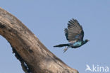 Grote Glansspreeuw (Lamprotornis australis)