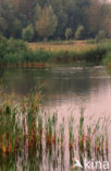 Grote lisdodde (Typha latifolia)