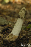 Grote stinkzwam (Phallus impudicus)