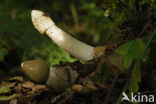 Grote stinkzwam (Phallus impudicus)