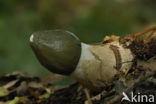 Grote stinkzwam (Phallus impudicus)