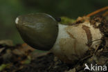 Grote stinkzwam (Phallus impudicus)