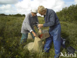 Cranberry (Vaccinium macrocarpon)