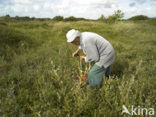 Cranberry (Vaccinium macrocarpon)