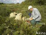 Cranberry (Vaccinium macrocarpon)