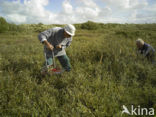 Cranberry (Vaccinium macrocarpon)