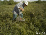 Cranberry (Vaccinium macrocarpon)