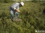 Cranberry (Vaccinium macrocarpon)