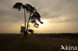 Grove den (Pinus sylvestris)