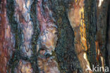 Scots Pine (Pinus sylvestris)