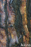 Scots Pine (Pinus sylvestris)