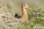 Black-tailed Godwit (Limosa limosa) 