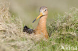 Black-tailed Godwit (Limosa limosa) 