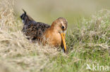 Black-tailed Godwit (Limosa limosa) 