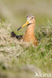 Black-tailed Godwit (Limosa limosa) 