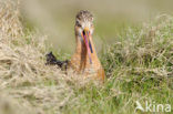 Black-tailed Godwit (Limosa limosa) 