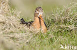 Black-tailed Godwit (Limosa limosa) 