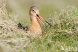 Black-tailed Godwit (Limosa limosa) 