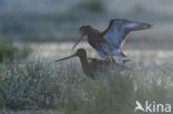 Black-tailed Godwit (Limosa limosa) 