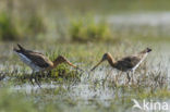 Black-tailed Godwit (Limosa limosa) 