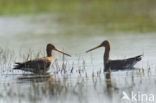 Grutto (Limosa limosa) 