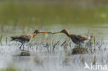 Black-tailed Godwit (Limosa limosa) 