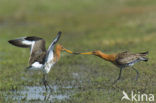 Black-tailed Godwit (Limosa limosa) 