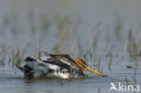 Black-tailed Godwit (Limosa limosa) 